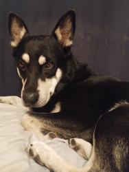 Lost Male Dog last seen alder/palmetto and Merril, Fontana, CA 92335