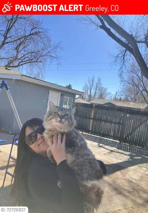 Lost Male Cat last seen 17th Ave and 12th Ave greeley CO, Greeley, CO 80631