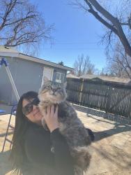 Lost Male Cat last seen 17th Ave and 12th Ave greeley CO, Greeley, CO 80631