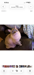 Lost Male Cat last seen Monroe, Canopy Oaks Elementary , Tallahassee, FL 32303