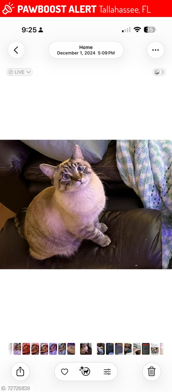Lost Male Cat last seen Monroe, Canopy Oaks Elementary , Tallahassee, FL 32303