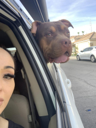Found/Stray Male Dog last seen Cheyenne and Grand Canyon, Lad Vegas, Nevada 89129, Las Vegas, NV 89129