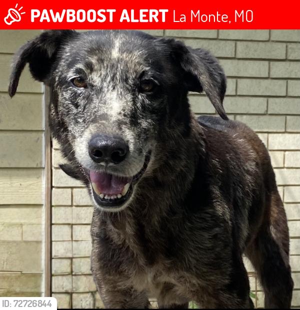 Lost Female Dog last seen West Norris and Hwy 127, La Monte, MO 65337