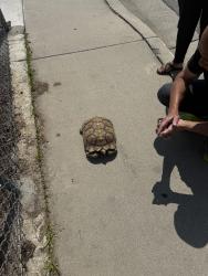 Found/Stray Unknown Other last seen Jackson and man , Rosemead, CA 91770