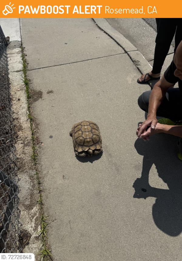 Found/Stray Unknown Other last seen Jackson and man , Rosemead, CA 91770
