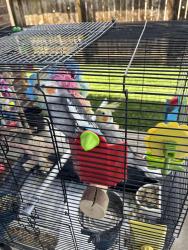 Lost Male Bird last seen Barrington Field Lane, Houston, TX 77089, Houston, TX 77089