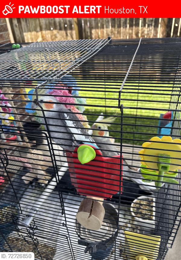 Lost Male Bird last seen Barrington Field Lane, Houston, TX 77089, Houston, TX 77089