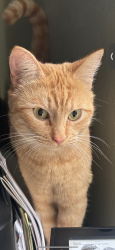 Lost Female Cat last seen Near vineyard park in Oxnard , Oxnard, CA 93036