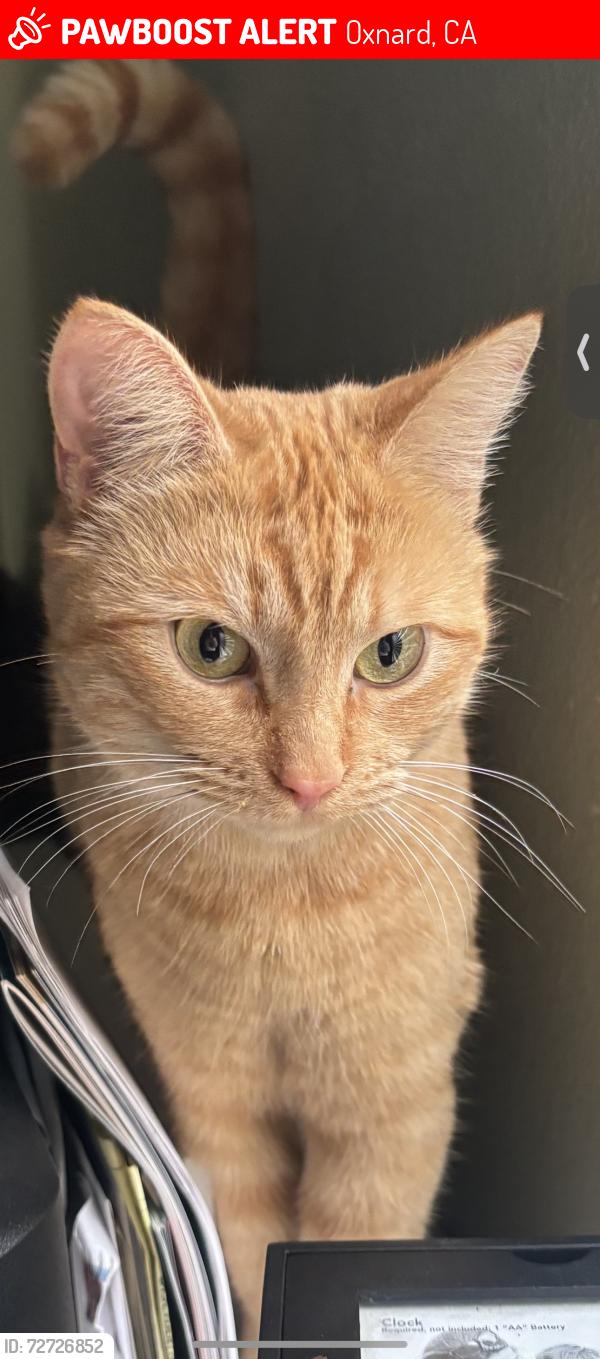 Lost Female Cat last seen Near vineyard park in Oxnard , Oxnard, CA 93036
