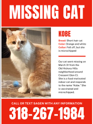 Lost Female Cat last seen Cressent Glen Ct and Lawson Drive , Nashville, TN 37013