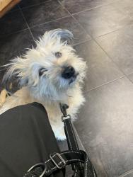 Lost Male Dog last seen Villages of Woodland Springs near Twin Creeks Drive, Fort Worth, TX 76244