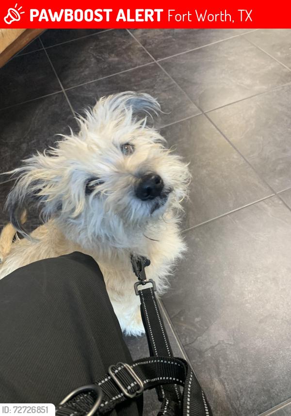 Lost Male Dog last seen Villages of Woodland Springs near Twin Creeks Drive, Fort Worth, TX 76244