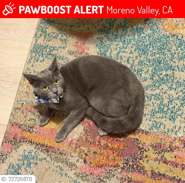 Lost Female Cat last seen Corte Soledad & Camino Sonrisa, Moreno Valley, CA 92551