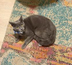 Lost Female Cat last seen Corte Soledad & Camino Sonrisa, Moreno Valley, CA 92551