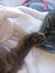 Found/Stray Male Cat last seen Lima Hall, Indio, CA 92203