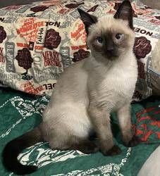 Lost Male Cat last seen Bugtussle and Callihan, Caldwell County, TX 78661