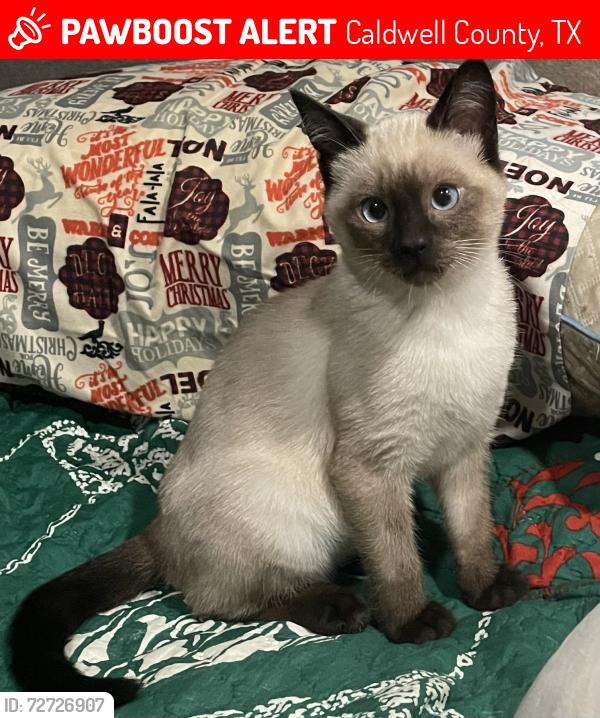 Lost Male Cat last seen Bugtussle and Callihan, Caldwell County, TX 78661