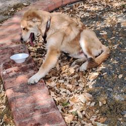 Found/Stray Female Dog last seen East 40th st and red river, Austin, TX 78722