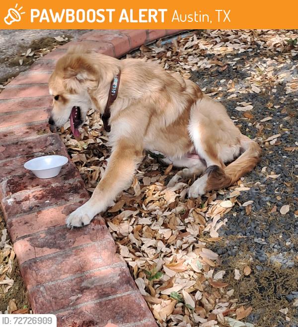 Found/Stray Female Dog last seen East 40th st and red river, Austin, TX 78722