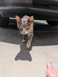 Found/Stray Female Cat last seen Gunnery and 8street, Lehigh Acres, FL 33976