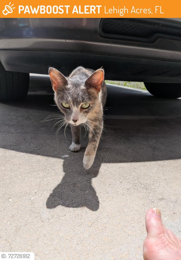 Found/Stray Female Cat last seen Gunnery and 8street, Lehigh Acres, FL 33976