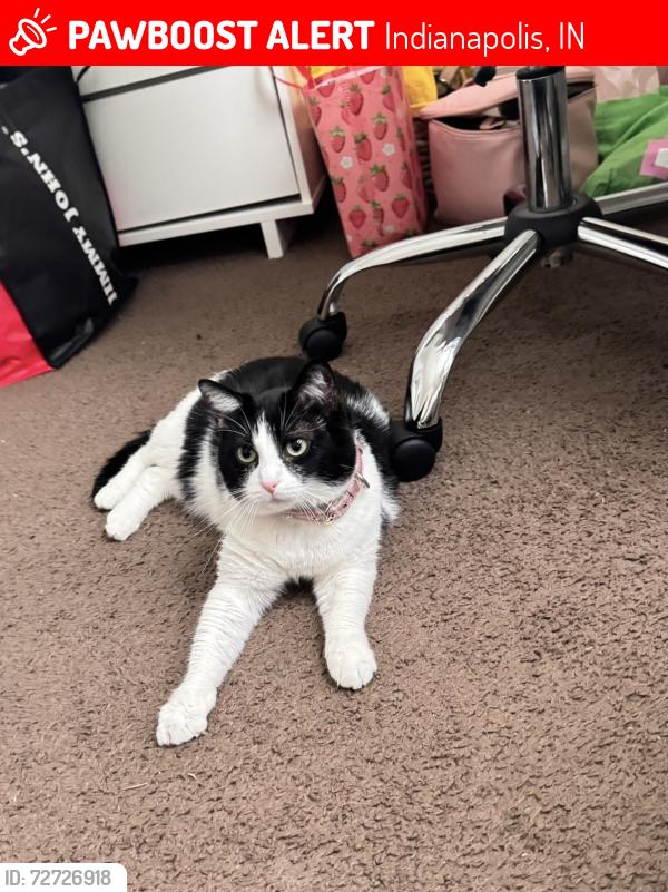 Lost Female Cat last seen Near E 42nd St Indianapolis, IN  46235 United States, Indianapolis, IN 46226