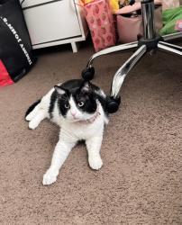 Lost Female Cat last seen Near E 42nd St Indianapolis, IN  46235 United States, Indianapolis, IN 46226