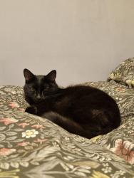 Lost Female Cat last seen Blossom close, Botley, England SO30
