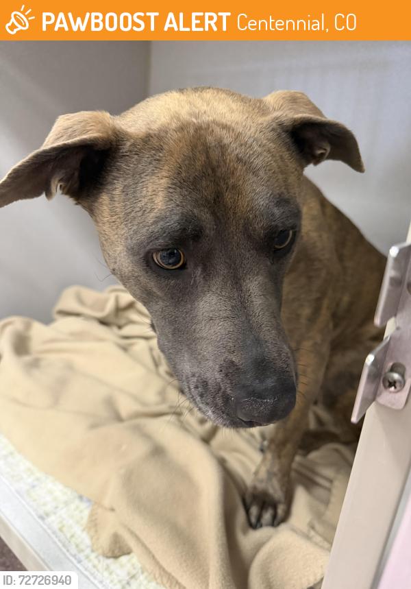Found/Stray Female Dog last seen Colorado Blvd & Dry Creek Rd, Centennial, CO 80122