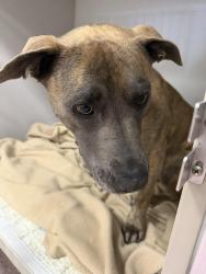 Found/Stray Female Dog last seen Colorado Blvd & Dry Creek Rd, Centennial, CO 80122