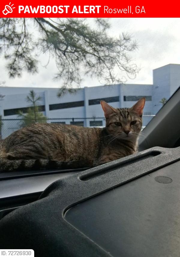 Lost Female Cat last seen Eves cr , Roswell, GA 30076