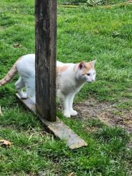 Found/Stray Male Cat last seen Near SE Clay Street, Portland, Portland, OR 97215