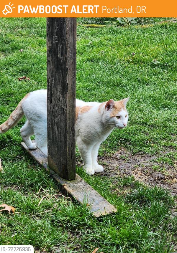 Found/Stray Male Cat last seen Near SE Clay Street, Portland, Portland, OR 97215