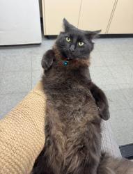 Lost Male Cat last seen One Way Auto and Repair Shop in Anaheim, Anaheim, CA 92802