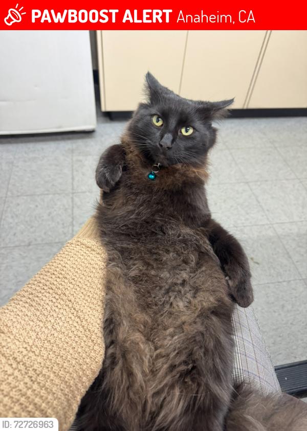 Lost Male Cat last seen One Way Auto and Repair Shop in Anaheim, Anaheim, CA 92802