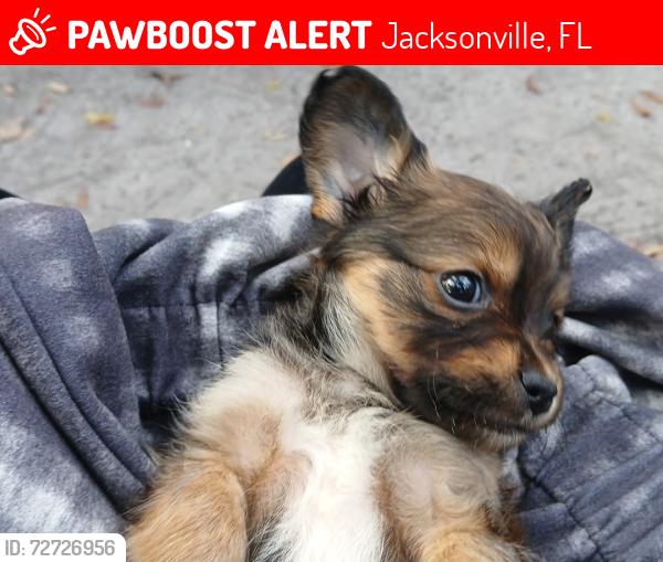 Lost Male Dog last seen Near Phillips Highway, Jacksonville, FL 32207, Jacksonville, FL 32207