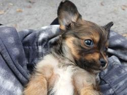 Lost Male Dog last seen Near Phillips Highway, Jacksonville, FL 32207, Jacksonville, FL 32207