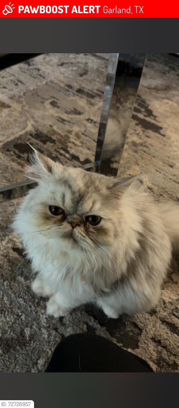 Lost Male Cat last seen At the gas station on the corner, Garland, TX 75044