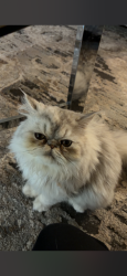 Lost Male Cat last seen At the gas station on the corner, Garland, TX 75044