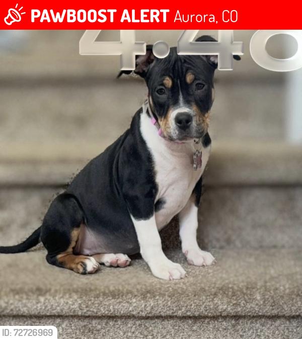 Lost Female Dog last seen Delmar, Aurora, CO 80010