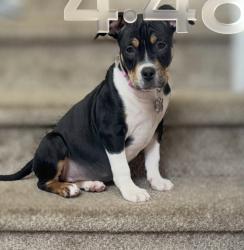 Lost Female Dog last seen Delmar, Aurora, CO 80010