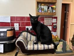 Lost Male Cat last seen Pine Tree Avenue , Kent, England CT2 7TB