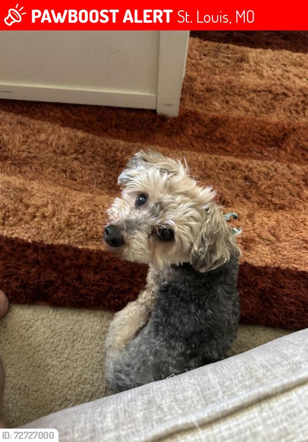 Lost Male Dog last seen Hallsferry RD, St. Louis, MO 63136