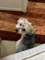 Lost Male Dog last seen Hallsferry RD, St. Louis, MO 63136
