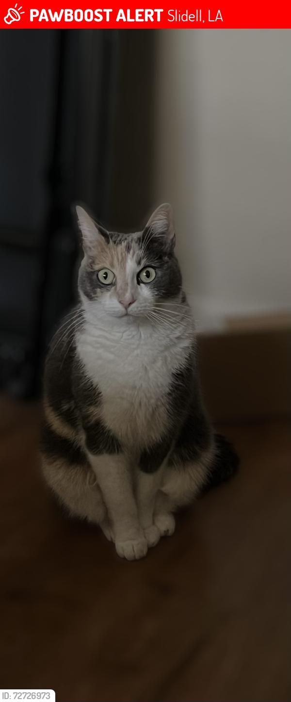 Lost Female Cat last seen Cardinal and oriole , Slidell, LA 70458