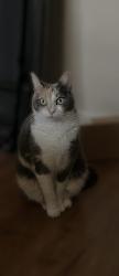 Lost Female Cat last seen Cardinal and oriole , Slidell, LA 70458