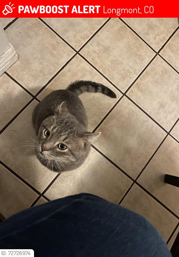 Lost Male Cat last seen 11th street, Longmont, CO 80501