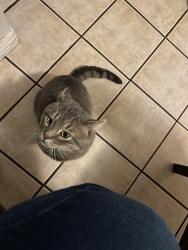 Lost Male Cat last seen 11th street , Longmont, CO 80501