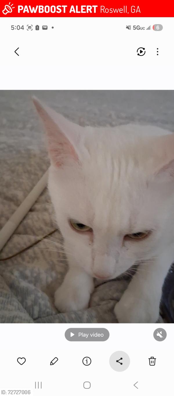 Lost Female Cat last seen Eves cir, Roswell, GA 30076