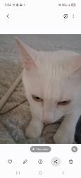 Lost Female Cat last seen Eves cir, Roswell, GA 30076